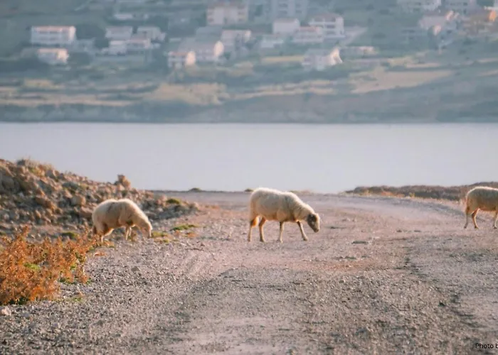 ヴィラ Charming Seaside House パグ