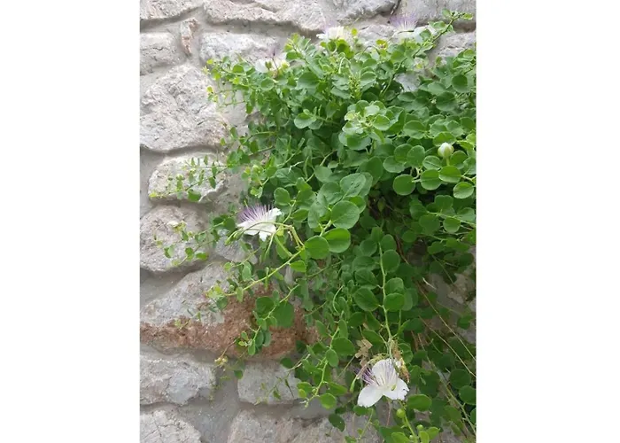 Charming Seaside House