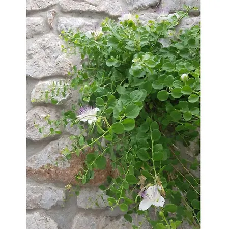 Charming Seaside House